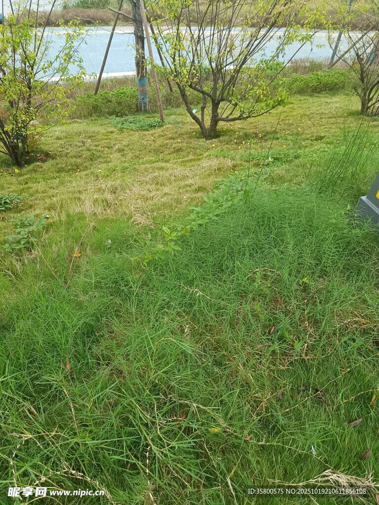 春日草地与树木景观