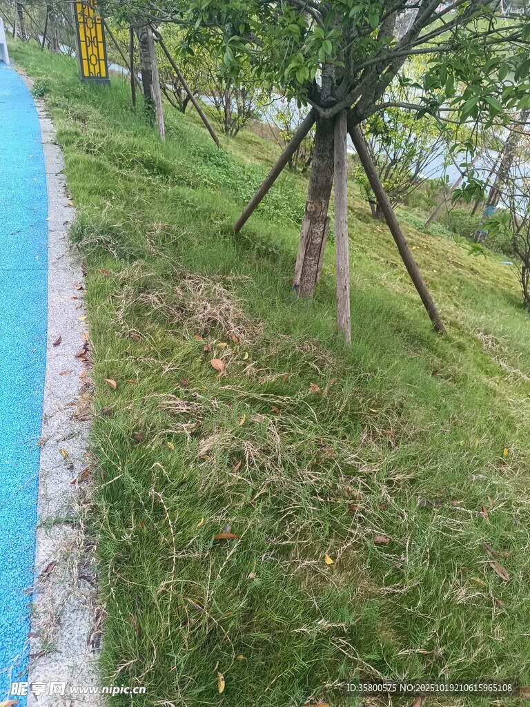 路边草地与树木景观