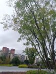 城市中绿树环绕的河畔景观