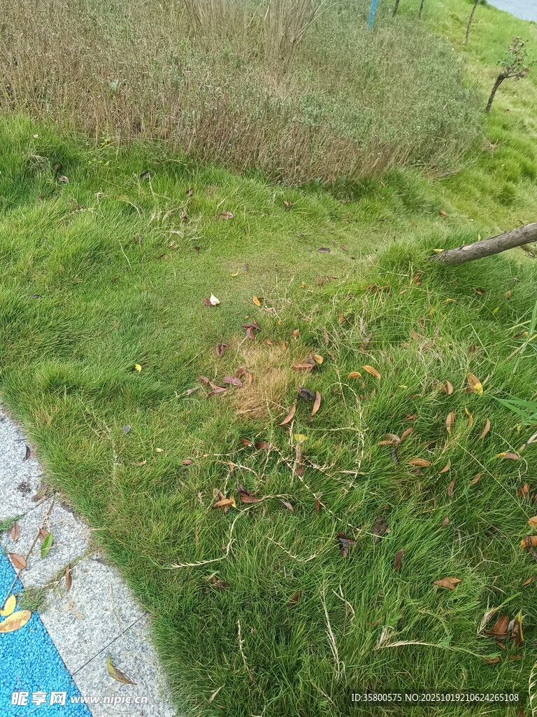 草地中的一处泥土凹陷