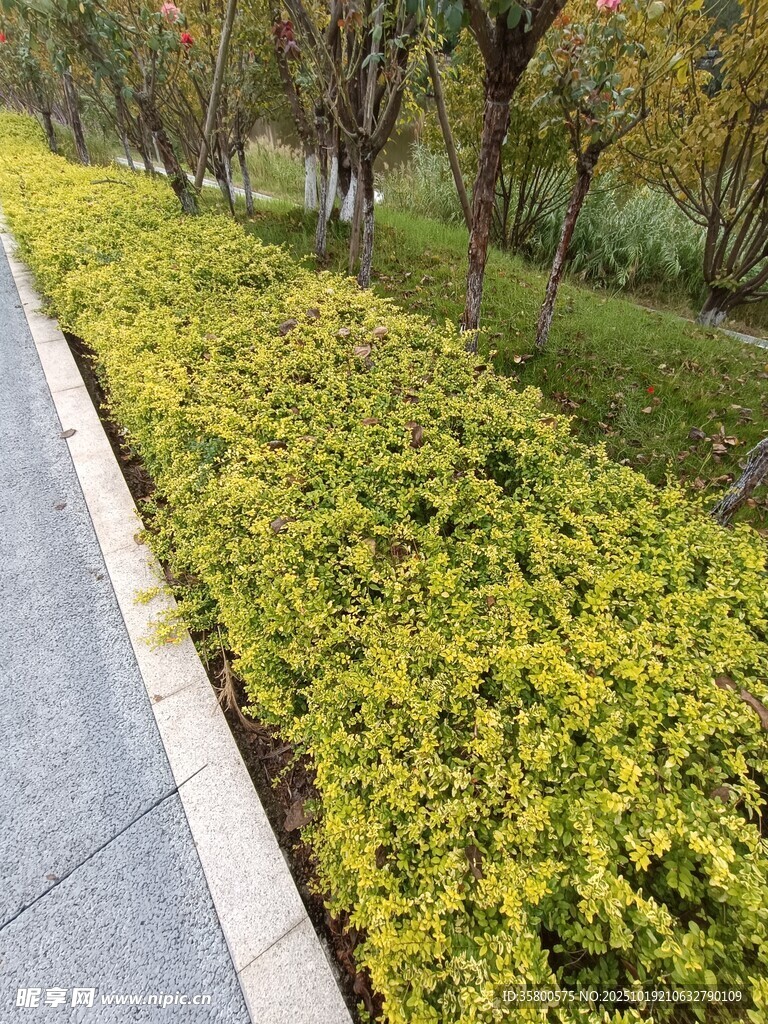 路边翠绿繁茂的灌木丛