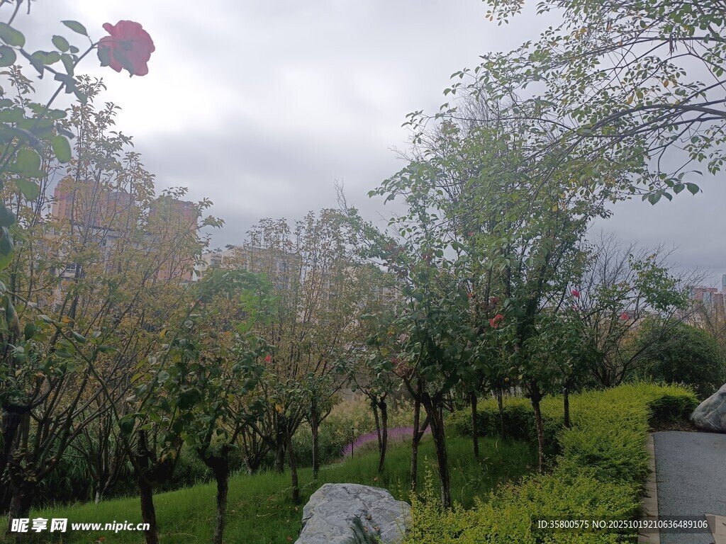 雨中园林景致