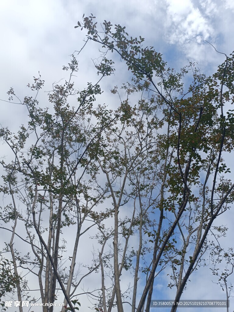 蓝天白云下的树木