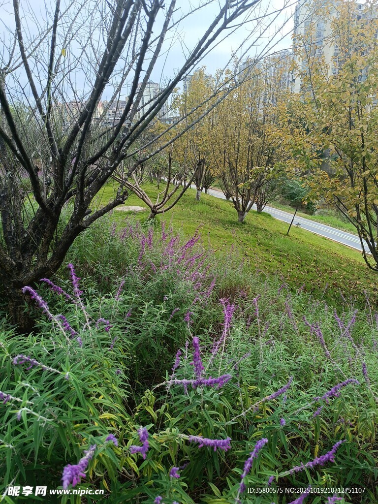 秋日郊野花草树木景致