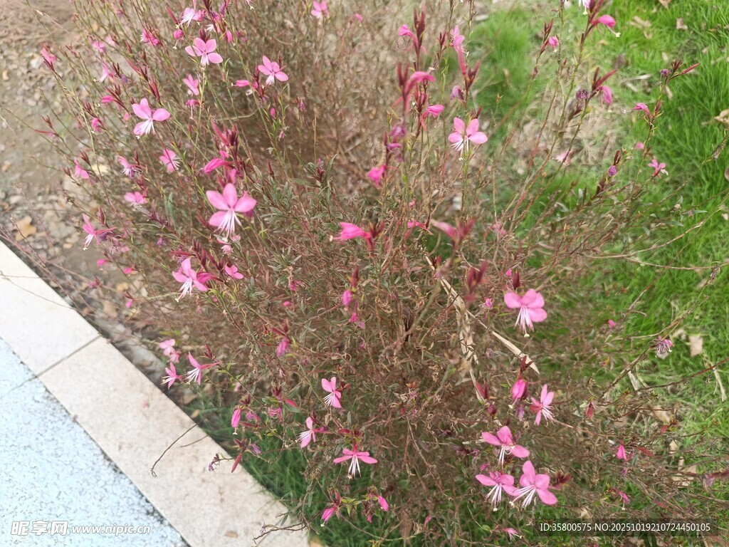 路边粉红小花绽放