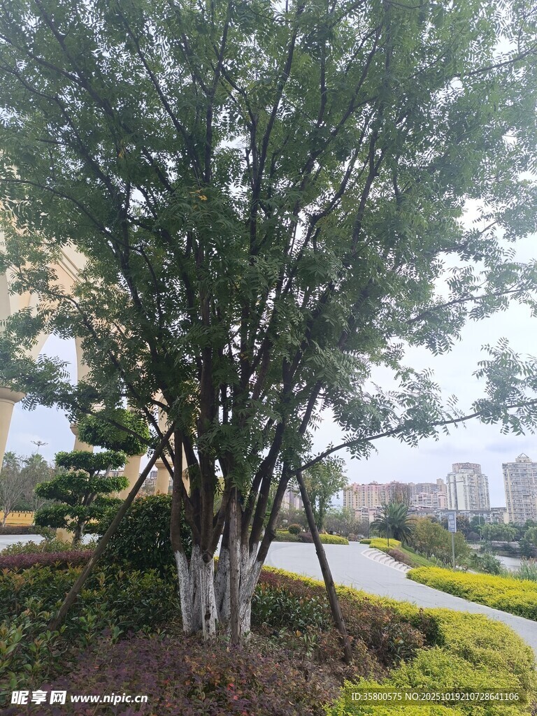 路边葱郁树木景观