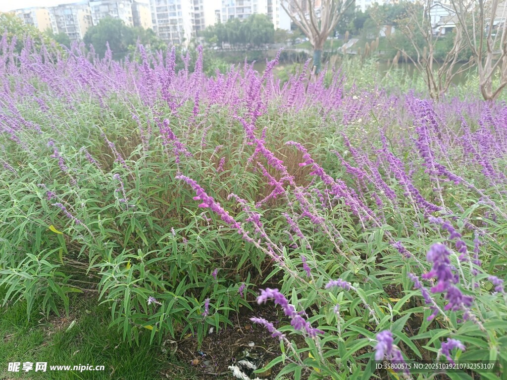 紫色花海绽放于绿地间