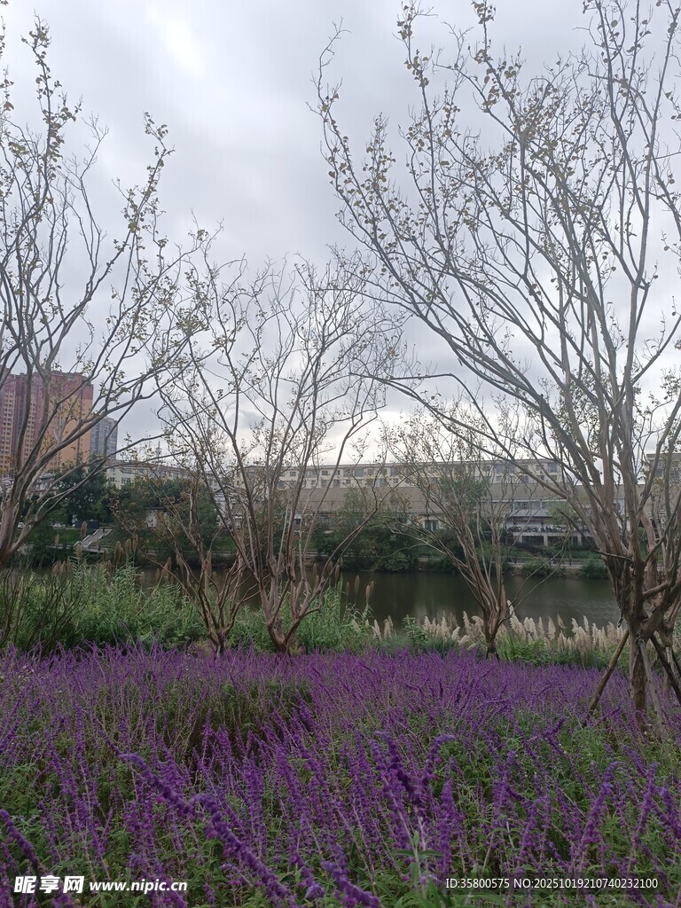 紫色花田与树木景观