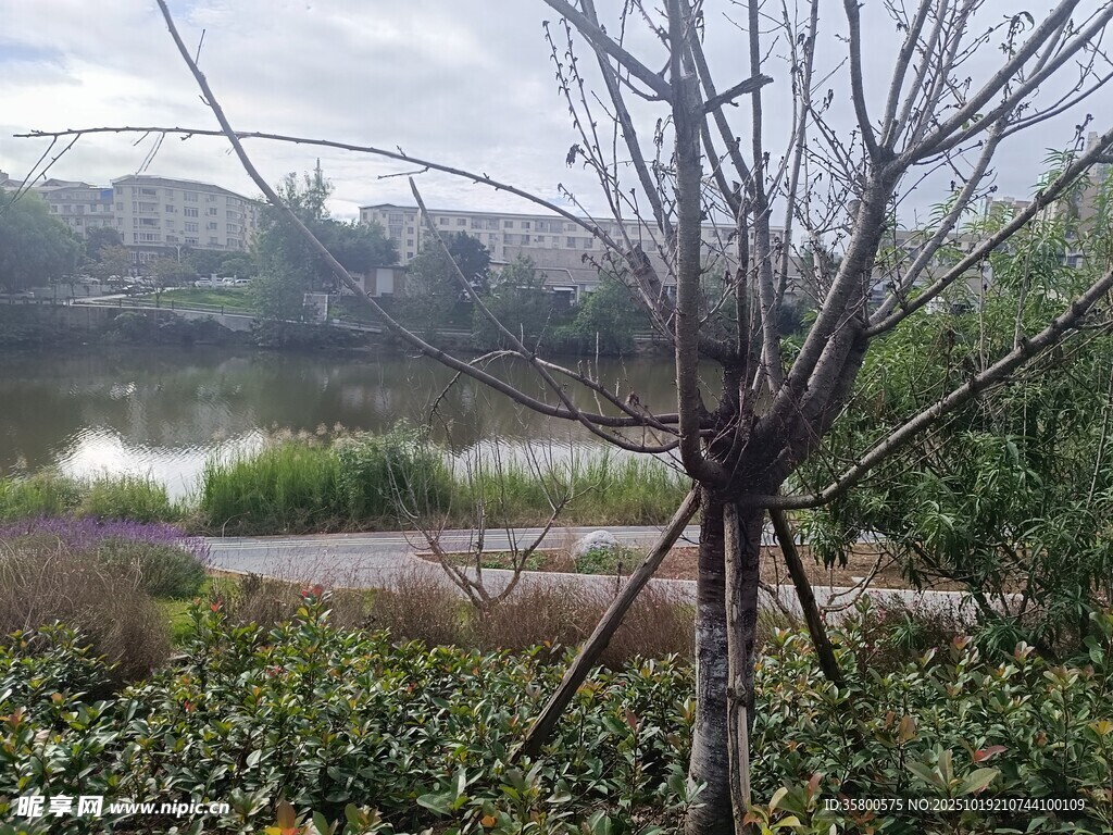 河边光秃树木的自然景象