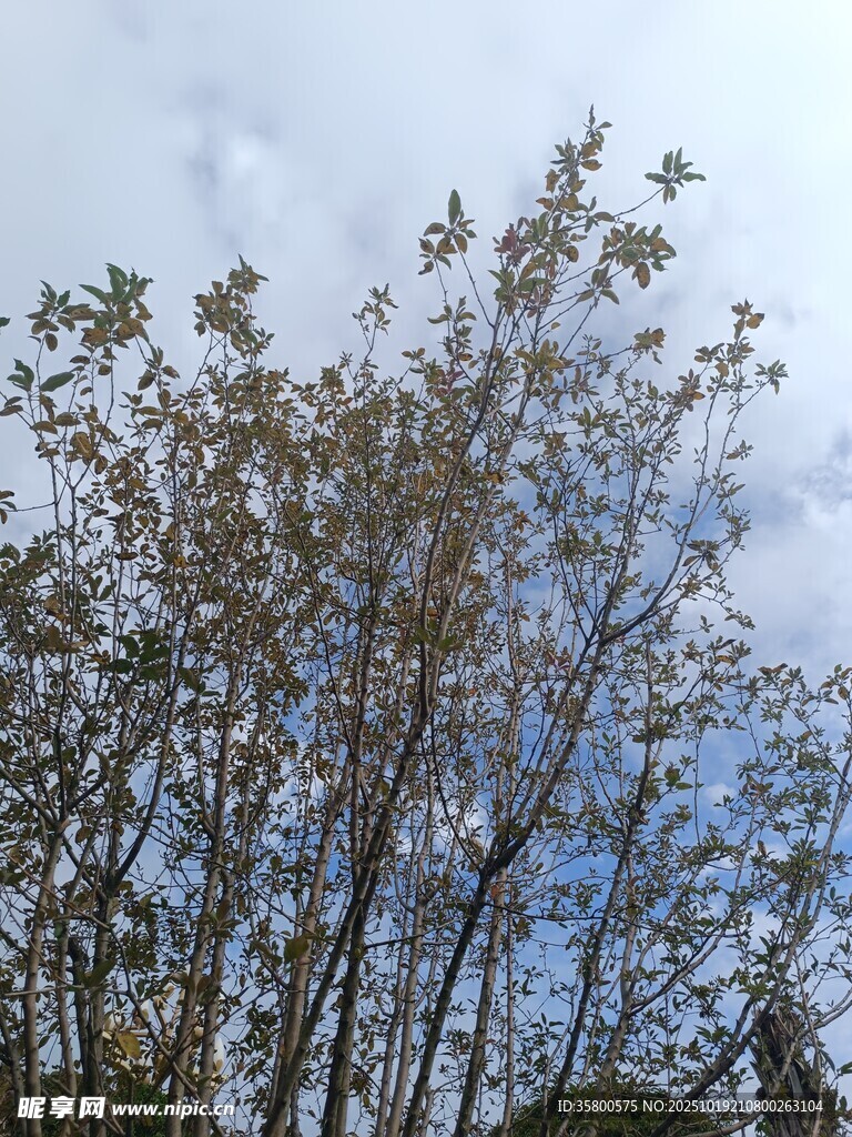 蓝天白云下的挺拔树木