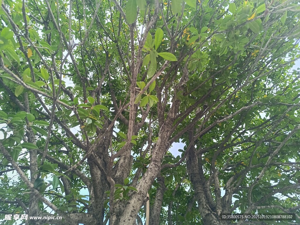 繁茂大树展现自然生机