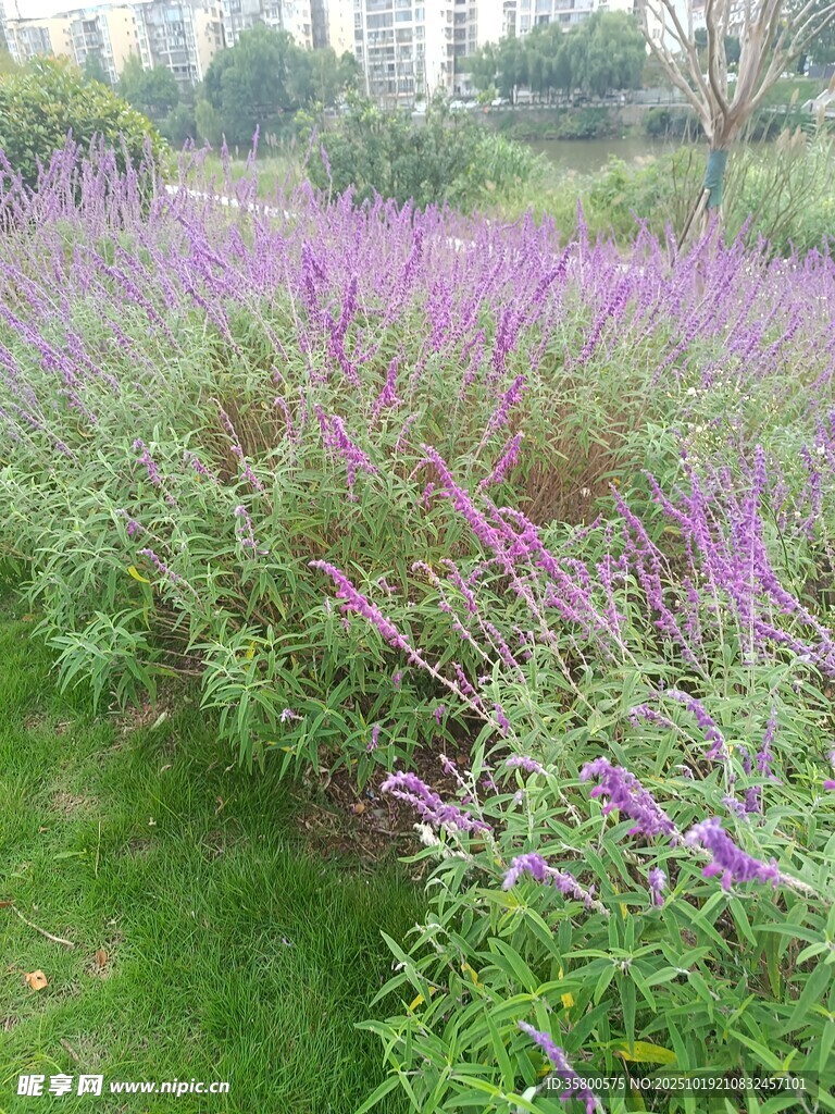 紫色花海