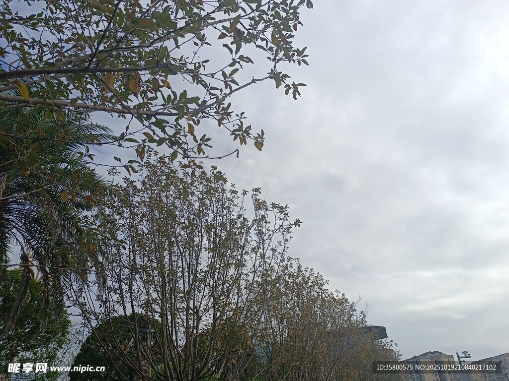 阴天中的树木景观