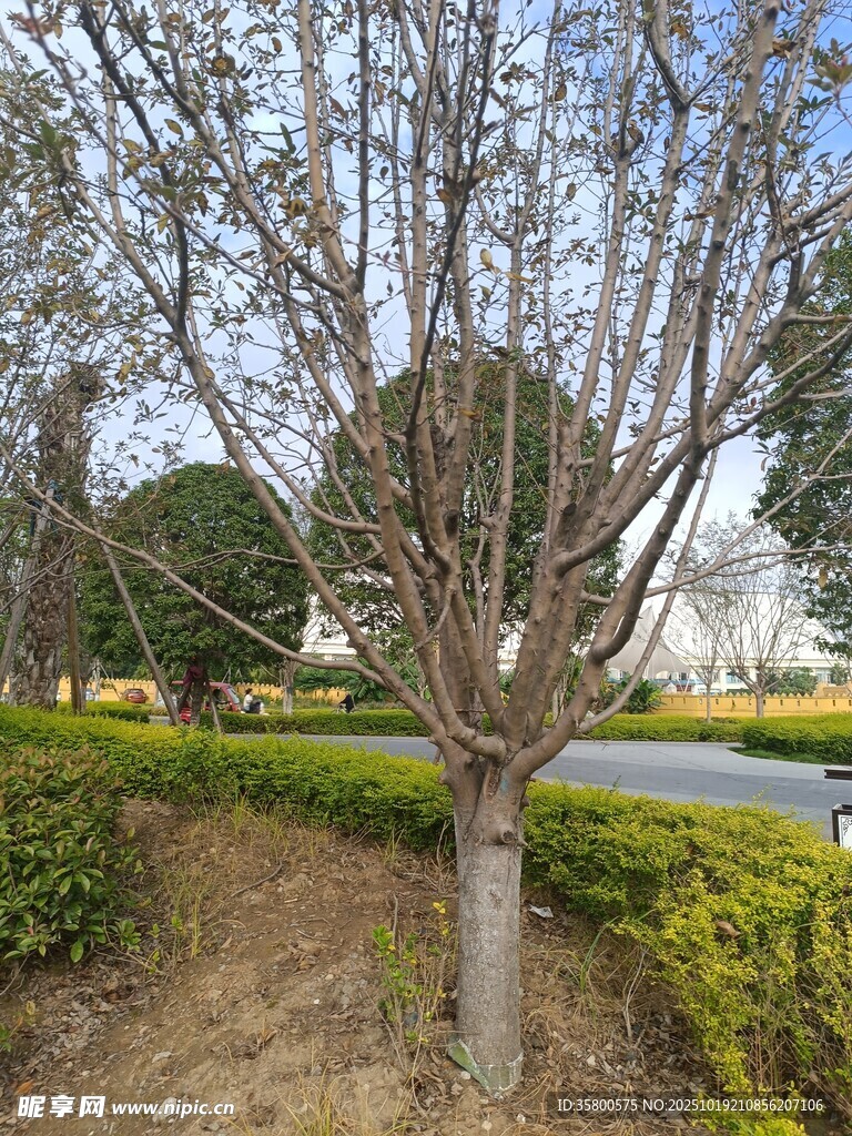 路边光秃树木与绿植景观