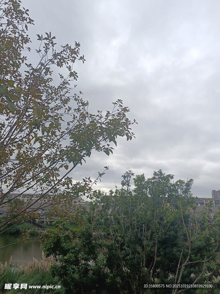 阴天中的繁茂绿植景观
