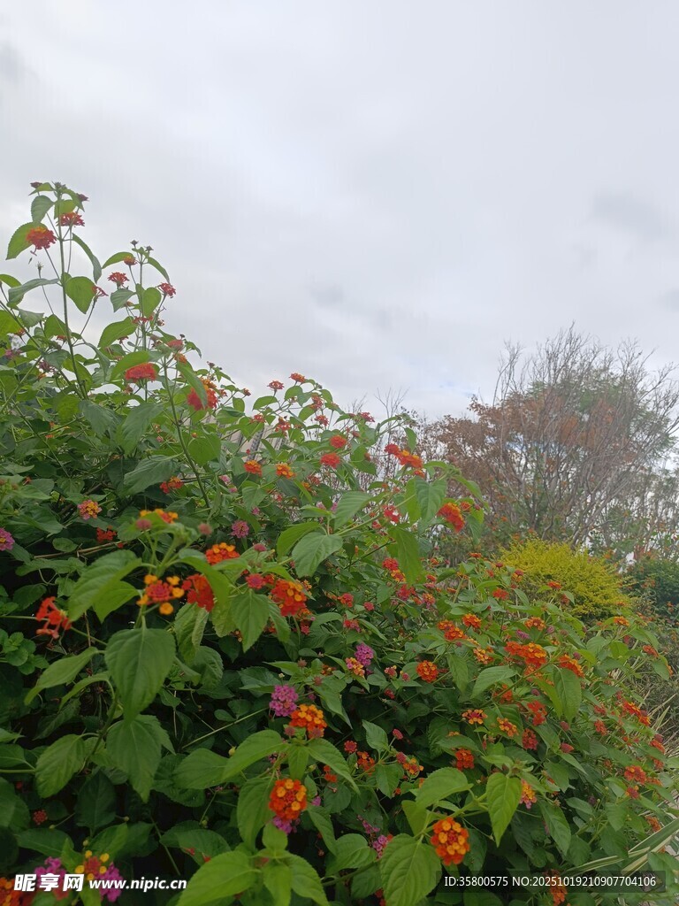 繁花绿叶间的自然景致