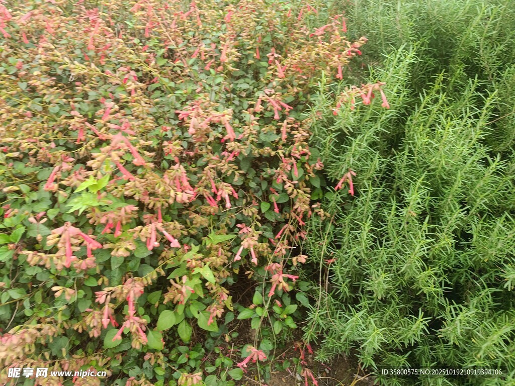 多彩花卉与绿植景观