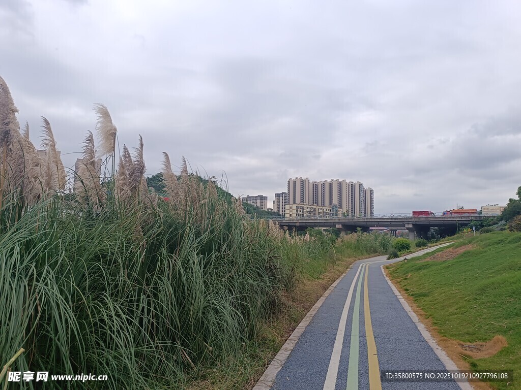 城郊小路旁的绿植与建筑