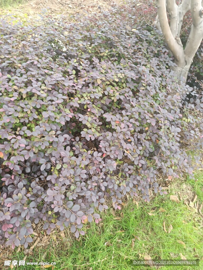 紫色花丛中的绿植景观