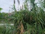 河边挺拔的芦苇植物景观