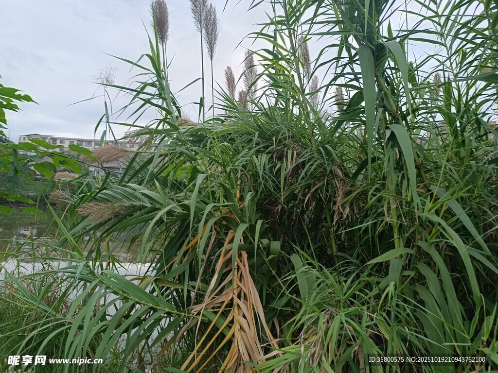 河边挺拔的芦苇植物景观
