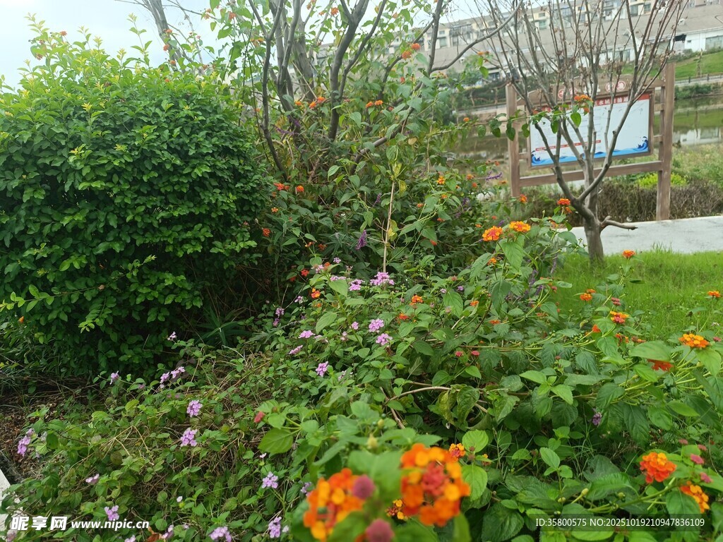 花园中的多彩花卉与绿植