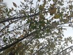 仰视视角下的繁茂树枝