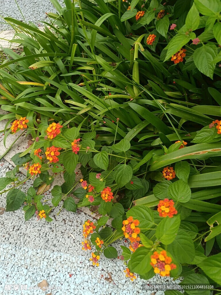 绿叶间的橙色小花绽放