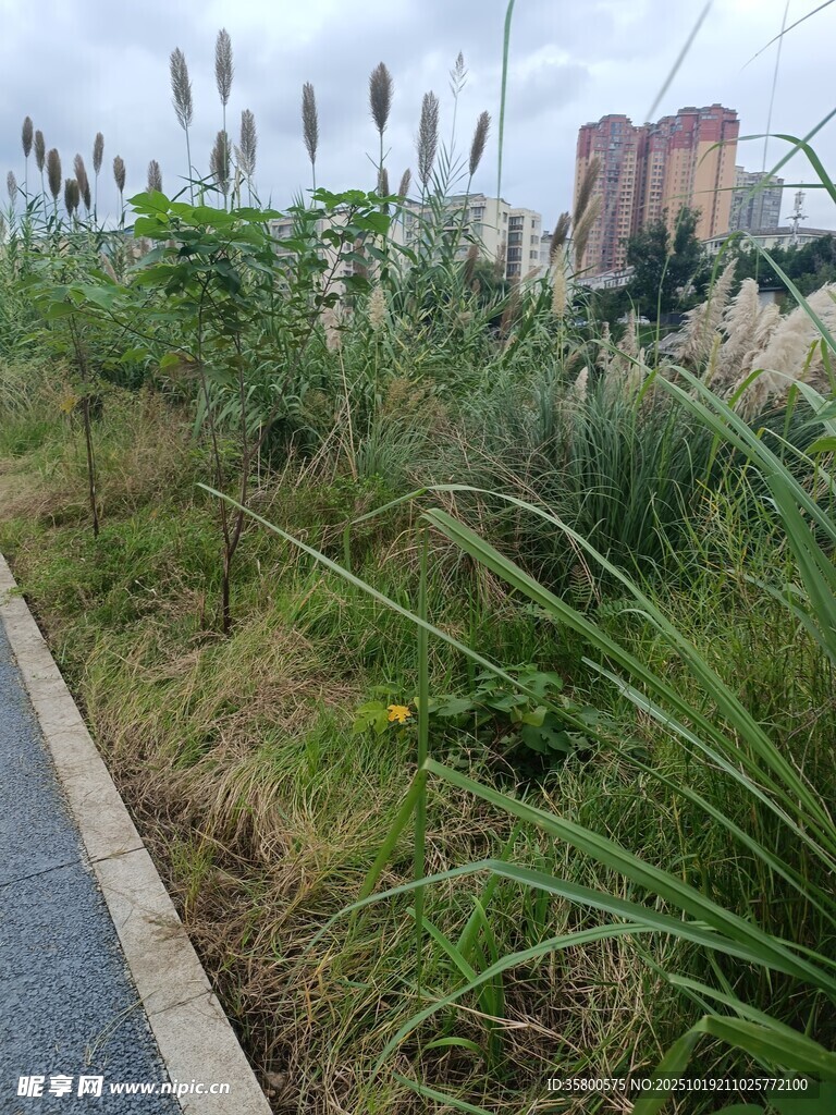 路边繁茂的绿色植物景观