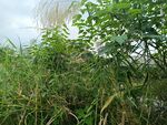 野外繁茂绿植景观