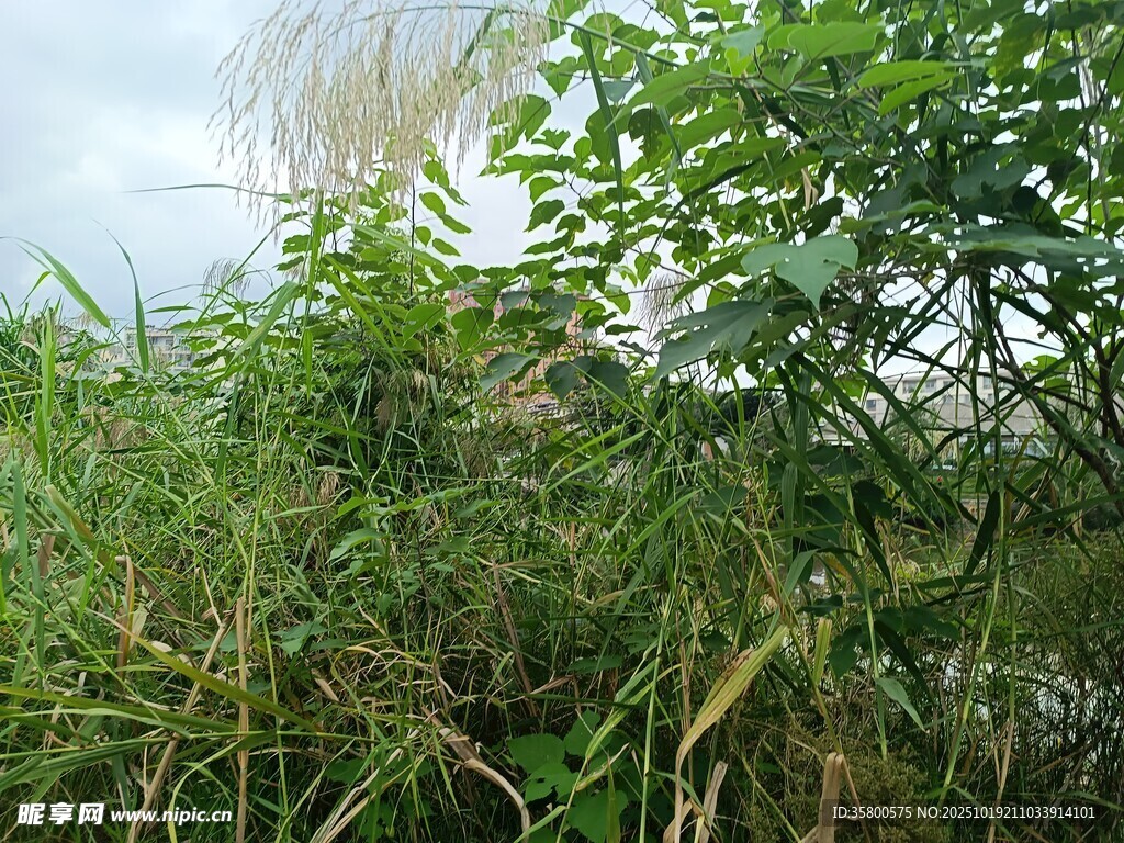 野外繁茂绿植景观