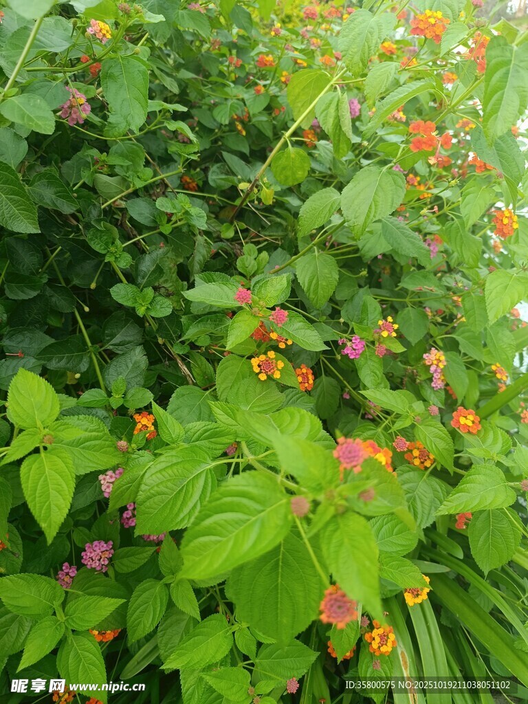 绿叶间的多彩悬钩子果实
