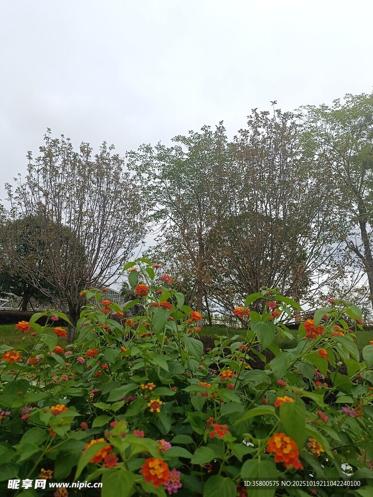 绿叶红花间的树木景致