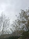阴天树林景象