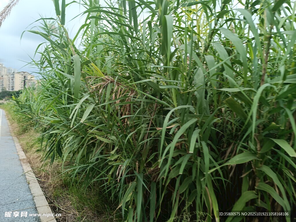 路边茂盛的绿色高大植物