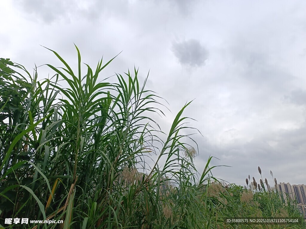 野外葳蕤芦苇与阴沉天空