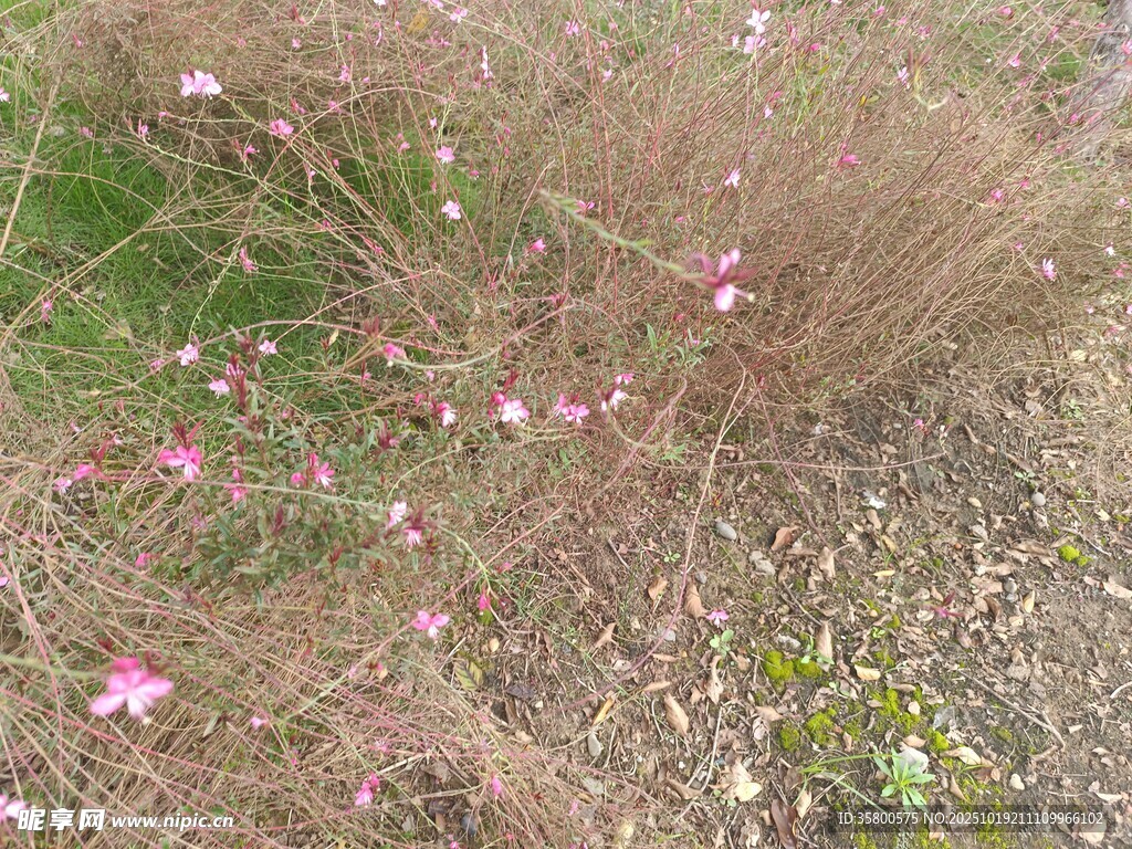 草丛中的粉色小花