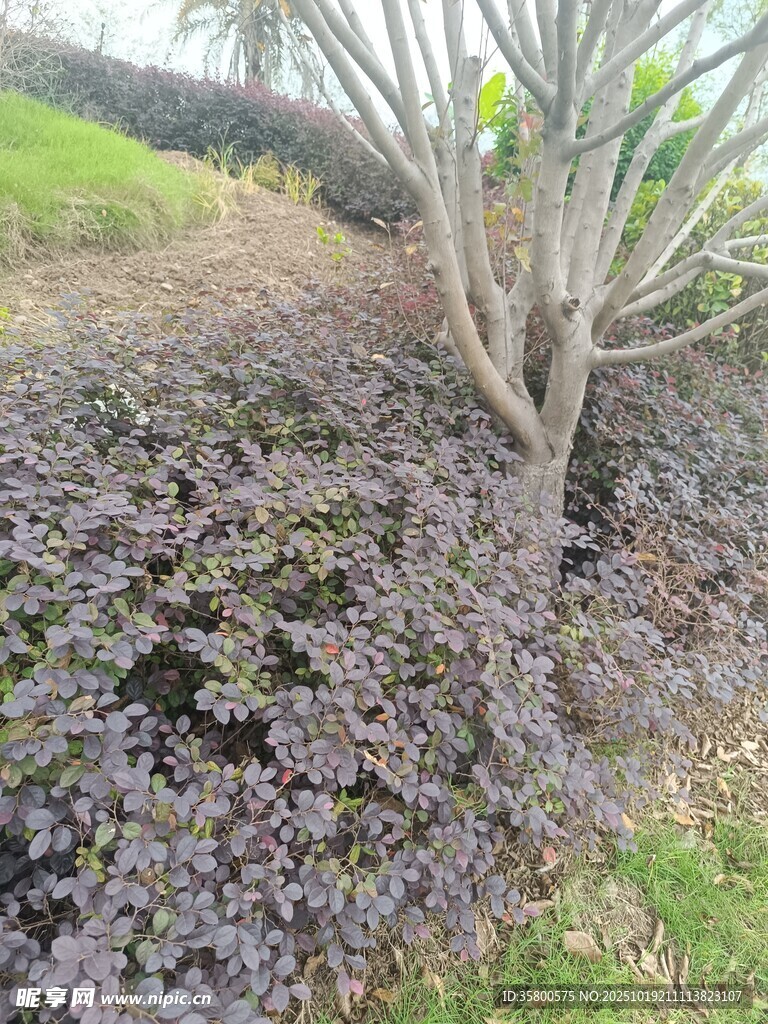 地面紫色植物与树木景观