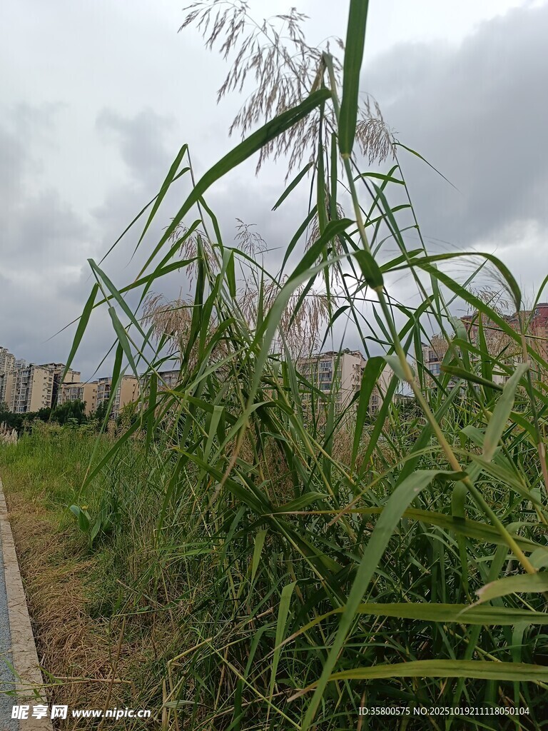 野外生长的高大绿色植物