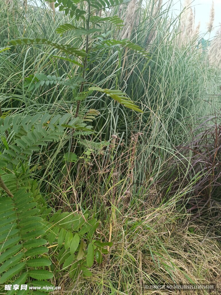野外繁茂植物景象