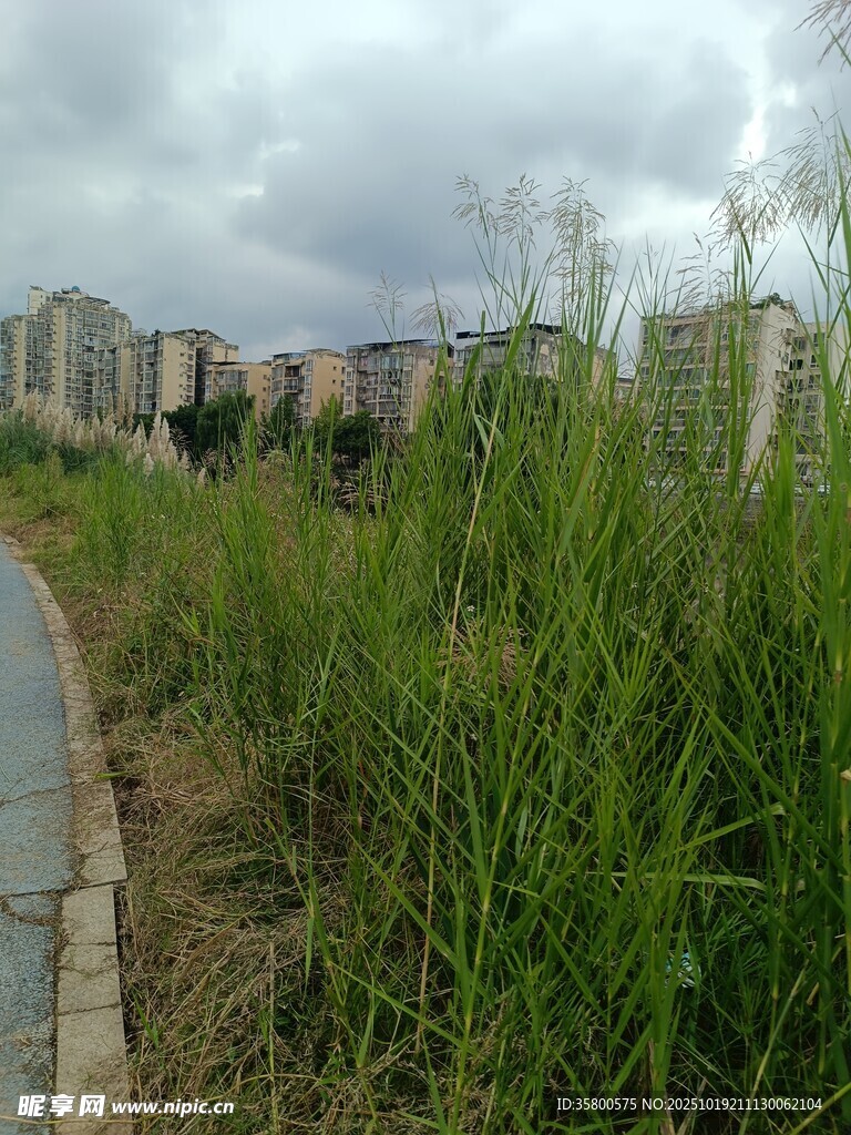 城市边的草地与蜿蜒小路