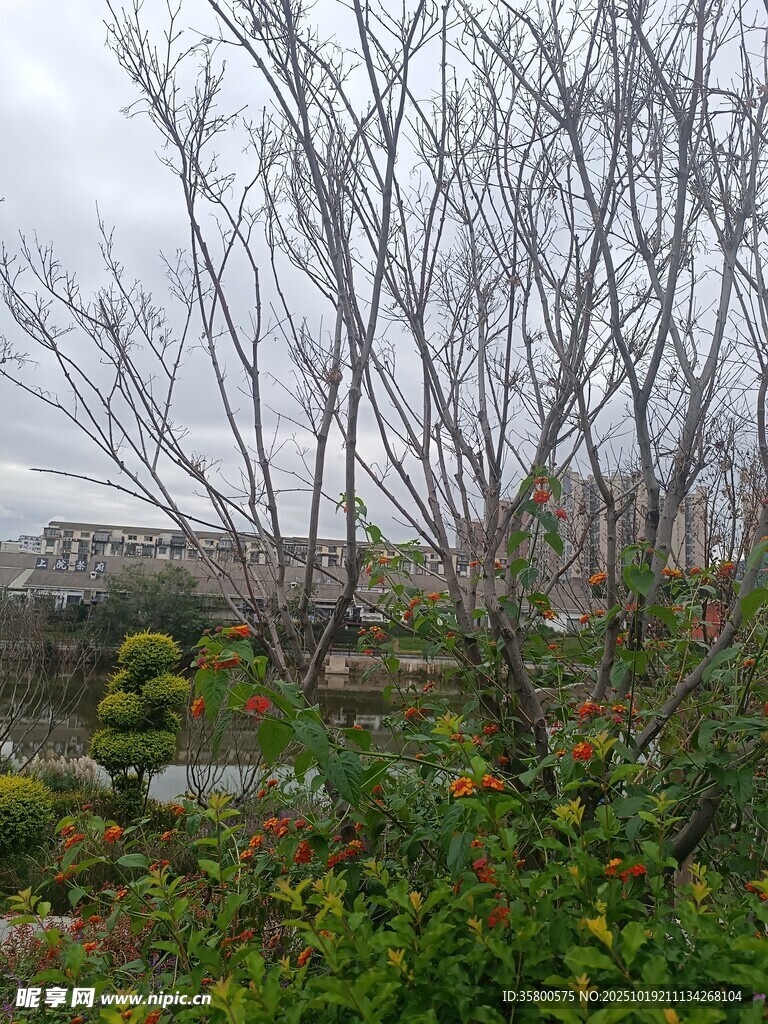 冬日枯树与绿植景观