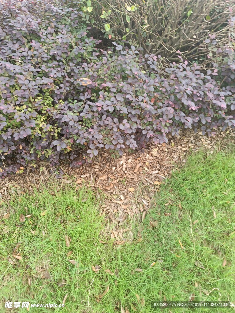 草地与花丛的自然景致