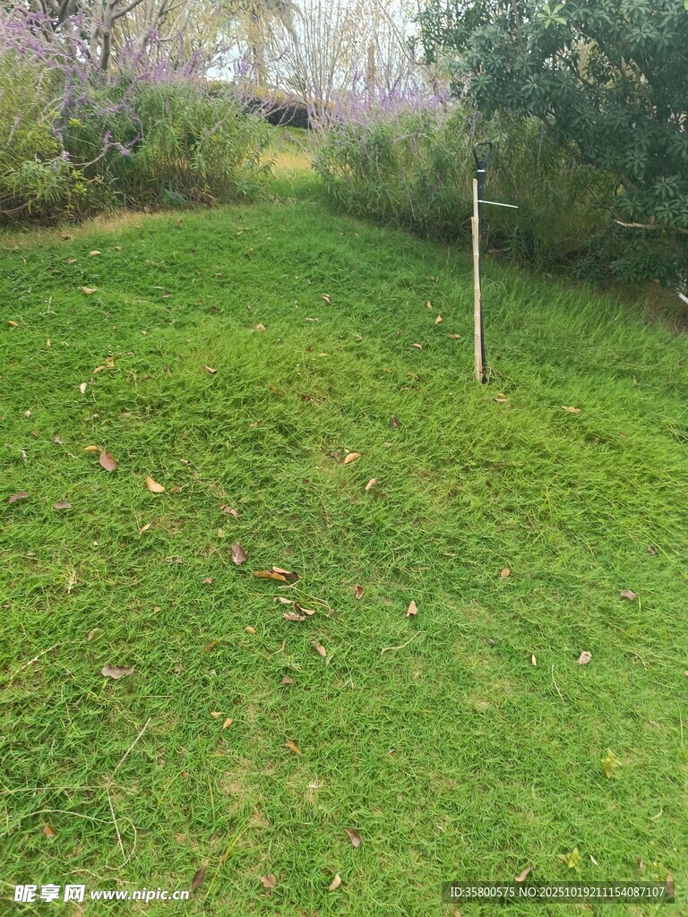 翠绿草坪与周边绿植景观