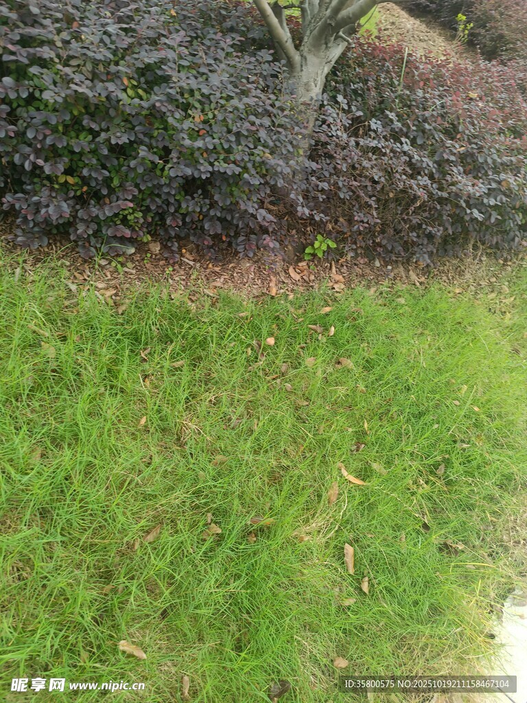 户外绿植景观一角