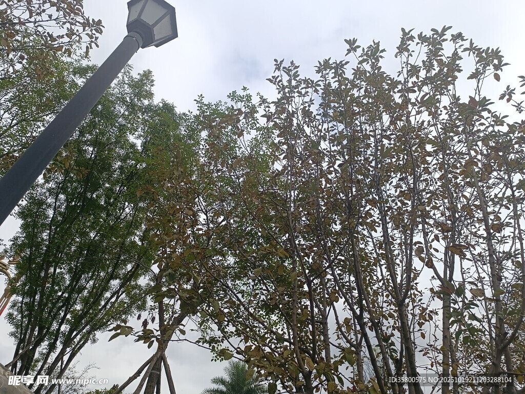 起重机作业于树木旁