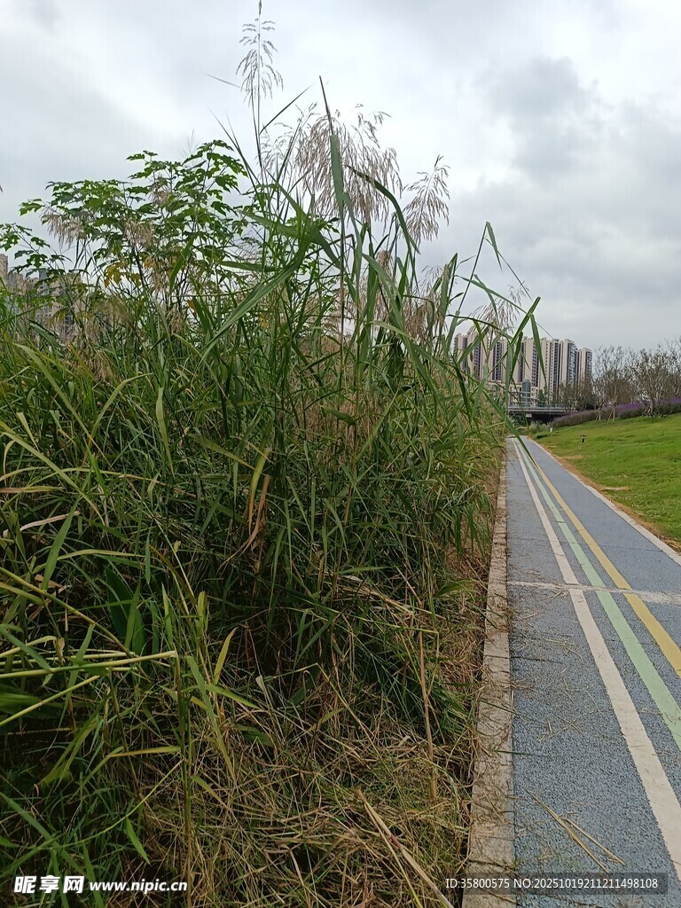 路边茂盛的绿色植物景观