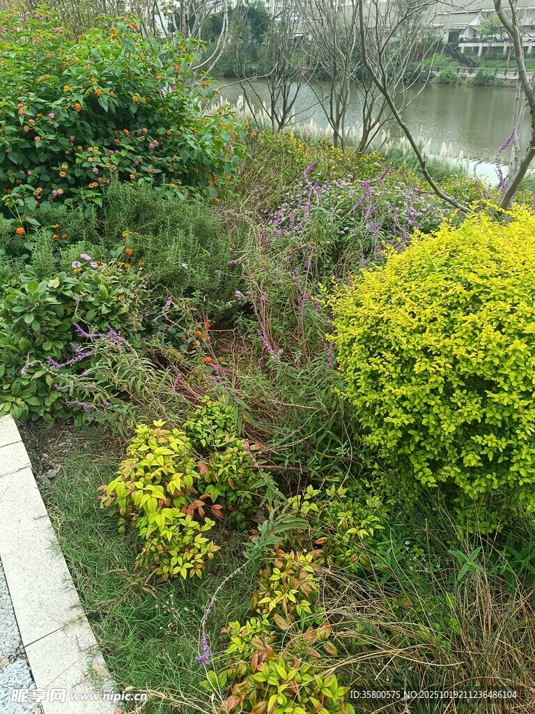 河畔多彩绿植景观