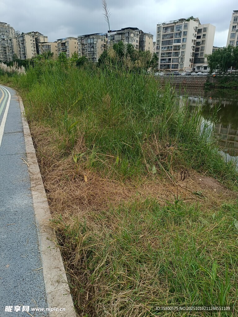 城市路边的茂盛野草景观
