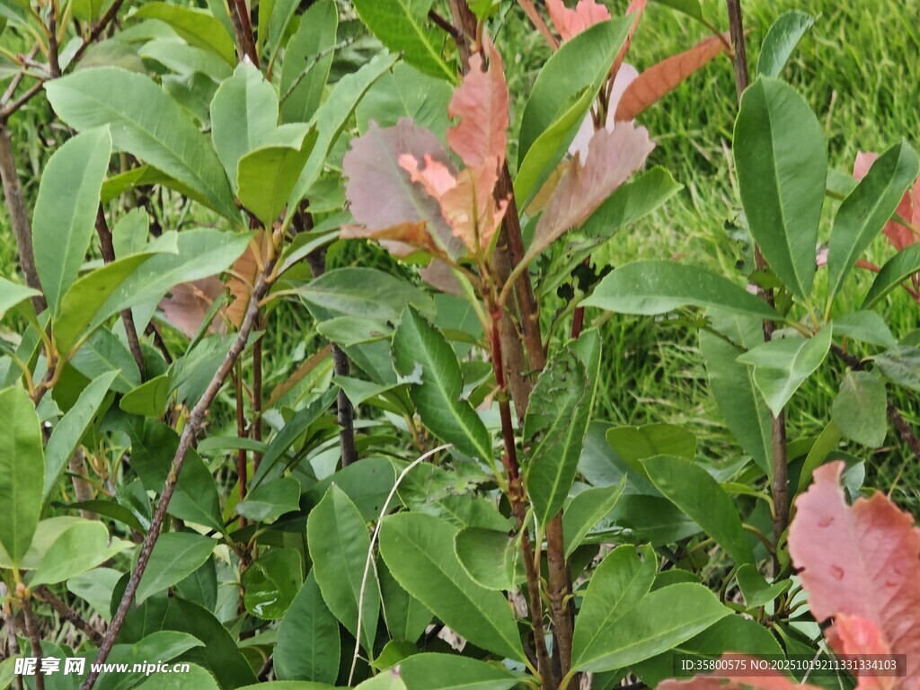 带红边的绿色植物